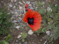 Notgavank 080516 05