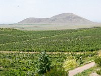 Vineyard Armas 160716 02