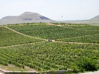 Vineyard Armas 160716 03