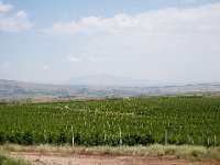 Vineyard Armas 160716 05