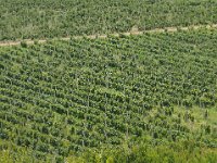 Vineyard Armas 160716 06