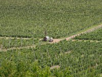 Vineyard Armas 160716 07
