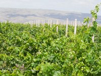Vineyard Armas 160716 08