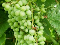 Vineyard Armas 160716 09