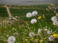 Vineyard Armas 160716 12
