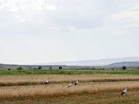 Vineyard Armas 160716 29