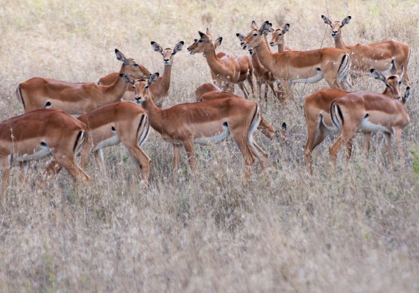 3 jours dans 3 parcs d'animeaux, Kenya, avril 2019