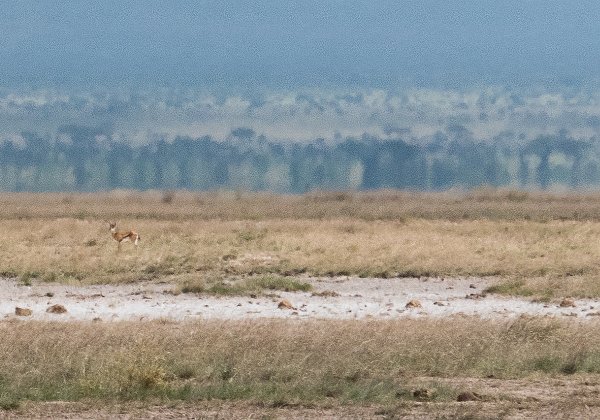 3 semaines au Kenya, janvier, fevrier 2019