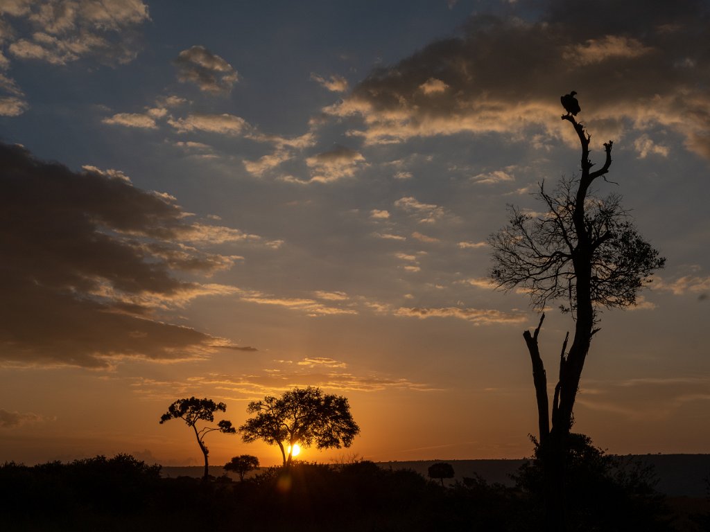 Masa North, Masa Triangle, Olare Orok Conservancies, 27 to 29 december 2020