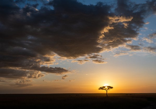 Masai Mara, 6-8 mars 2020