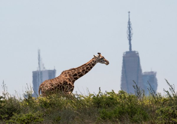Nairobi National Park, 22 March 2020