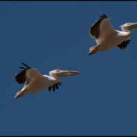 1 - Nakaru, Kenya, 2020