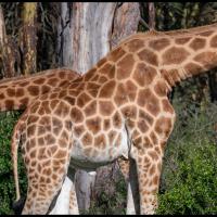 74 - Nakuru Nation Park, Kenya, 2020