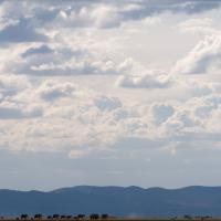 110.6 - Amboseli NP, Kenya, 2019